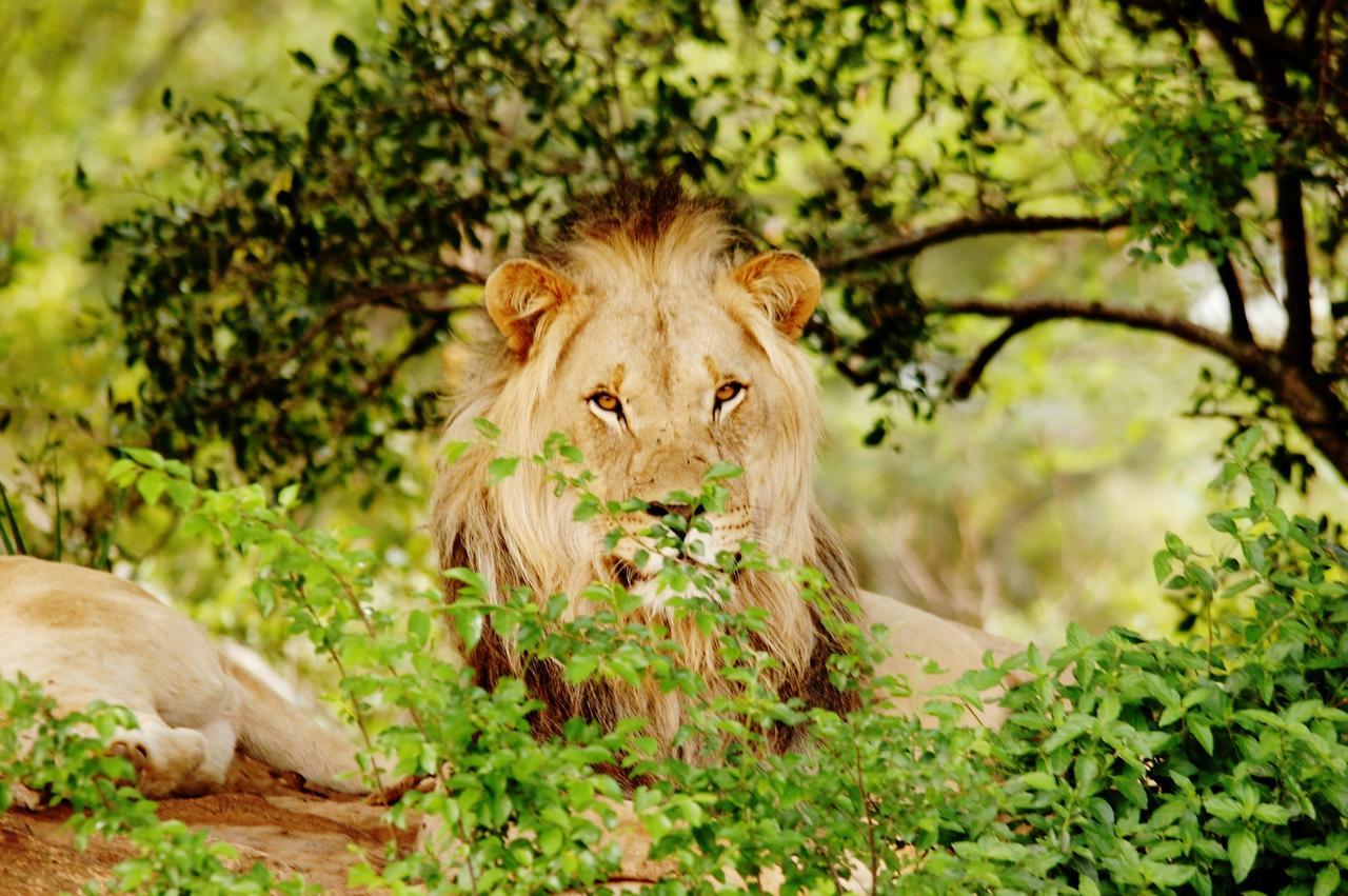 Legend Simba Safari - Legend Golf Safari Resort Golders Green Exterior foto